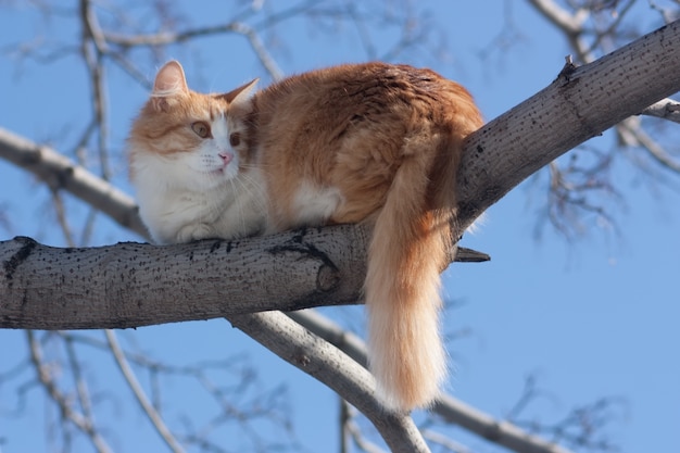 Кот на дереве