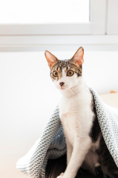 Бесплатное фото Кошка под одеялом возле окна