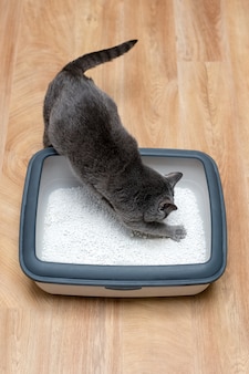 고양이 화장실, 쓰레기 상자에 고양이, 똥이나 소변을 위해, 깨끗한 모래 화장실에서 똥.