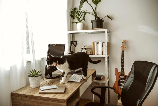 Cat walking on a desk indoors