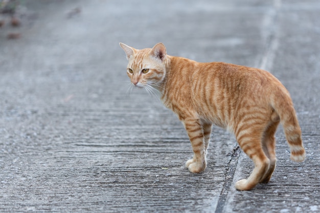 通りを歩いている猫。