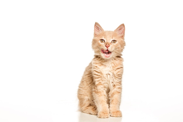 The cat on white background