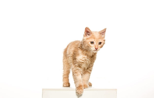 The cat on white background