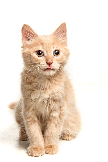 The cat on white background