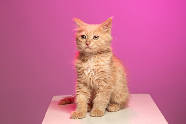 The cat on white background