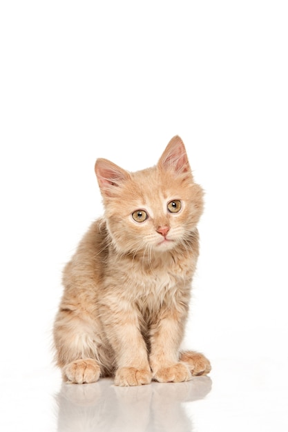 cat on white background