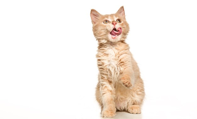 cat on white background