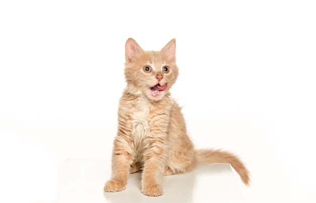 cat on white background