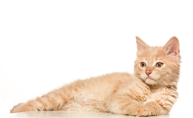 Cat on white background