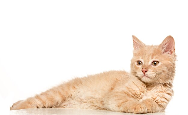 cat on white background