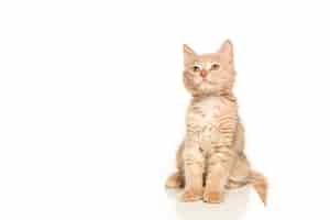 Free photo cat on white background