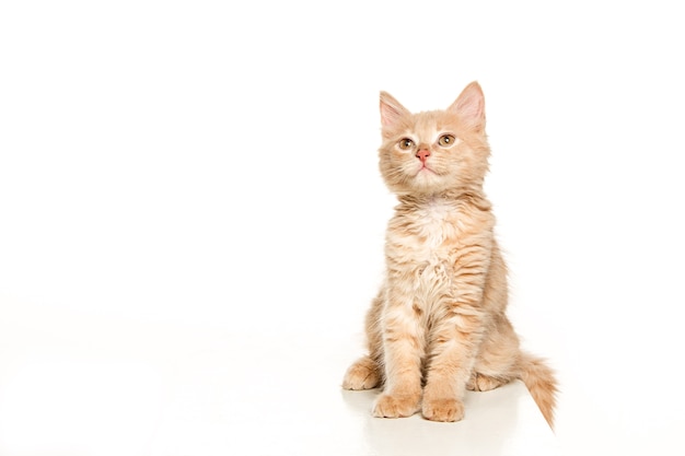 Cat on white background