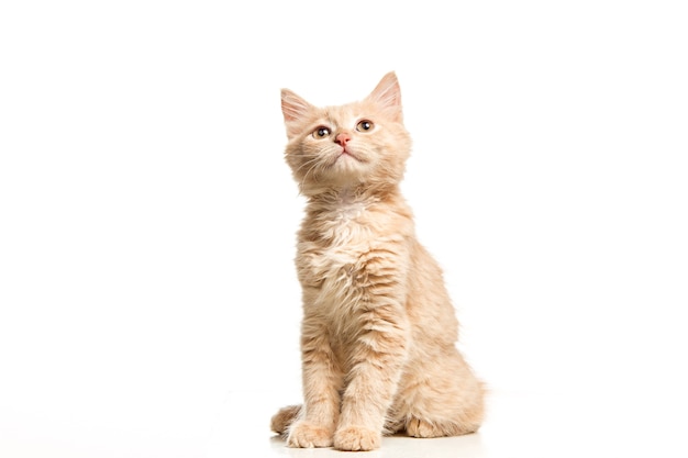 Free photo cat on white background