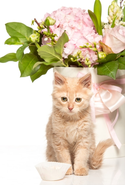 cat on white with flowers