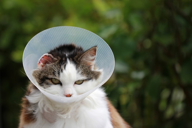 Free photo cat with cone