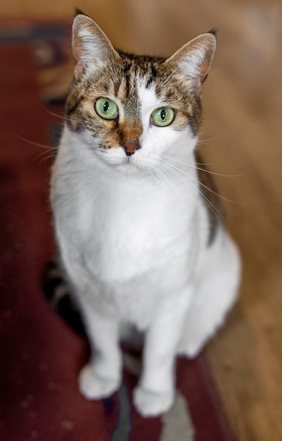 실내에 녹색 눈을 가진 고양이