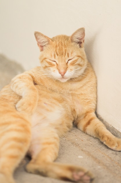 Cat with a light brown striped fur in front of a white wall