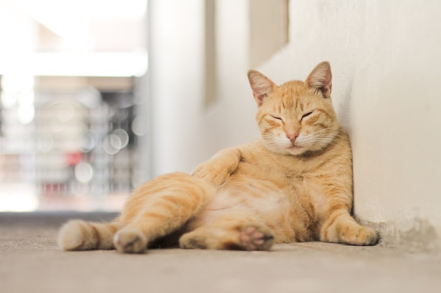 白い壁の前に薄茶色の縞模様の毛皮を持つ猫