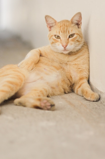 Free photo cat with a light brown striped fur in front of a white wall