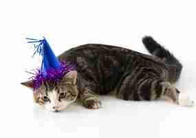 Free photo cat with party hat