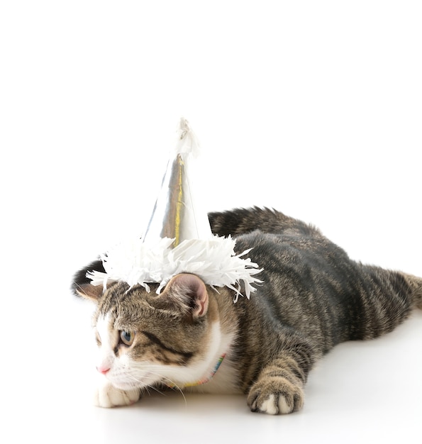 cat with party hat