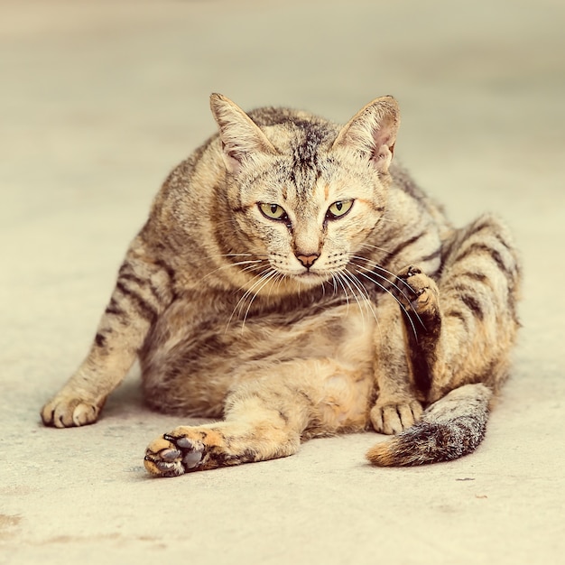 黒シルエット猫