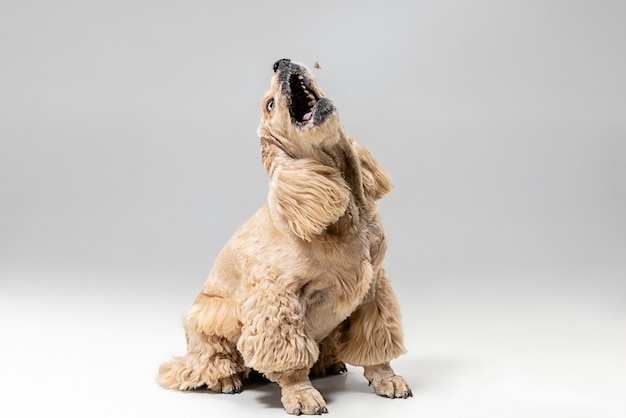 Prendi quello. cucciolo di spaniel americano in movimento. cagnolino o animale domestico lanuginoso curato carino sta giocando isolato su sfondo grigio. servizio fotografico in studio. spazio negativo per inserire il testo o l'immagine.