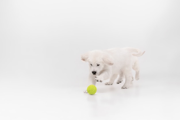 キャッチ。イングリッシュクリームゴールデンレトリバーの演奏。かわいい遊び心のある犬や純血種のペットは、白い背景で隔離されてかわいいように見えます。