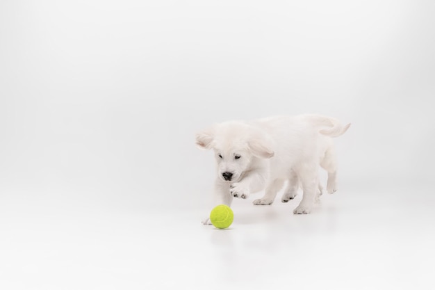 Catching. English cream golden retriever playing. Cute playful doggy or purebred pet looks cute isolated on white background.