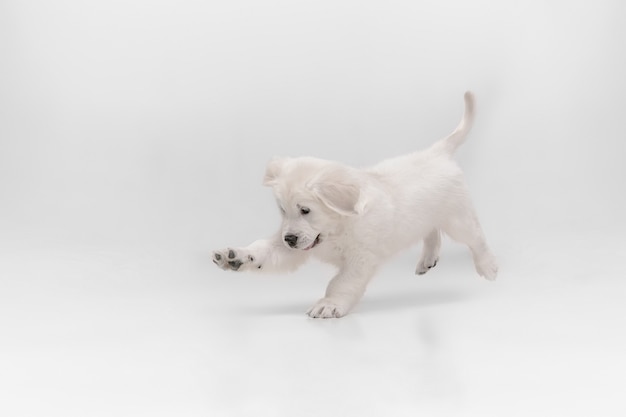 Catching. English cream golden retriever playing