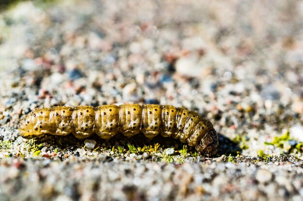 Caterpillar crawling on the ground during daytime