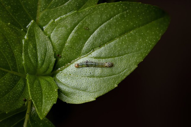 Ocimumbasilicum種の甘いバジル植物上のヤガ科のキネリムシ蛾の幼虫 プレミアム写真