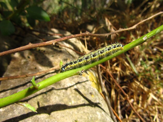 Caterpillar of a small cabbage white butterfly on a tree branch