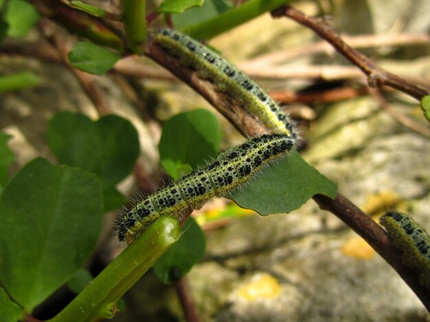 Caterpillar of a small cabbage white butterfly on a tree branch