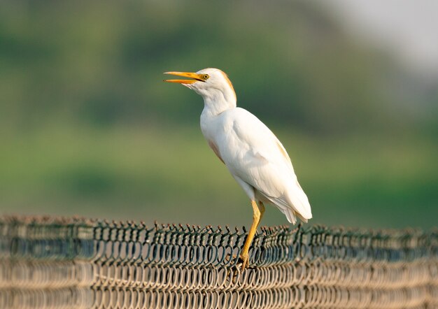 Cattle egret bird on a metal fence