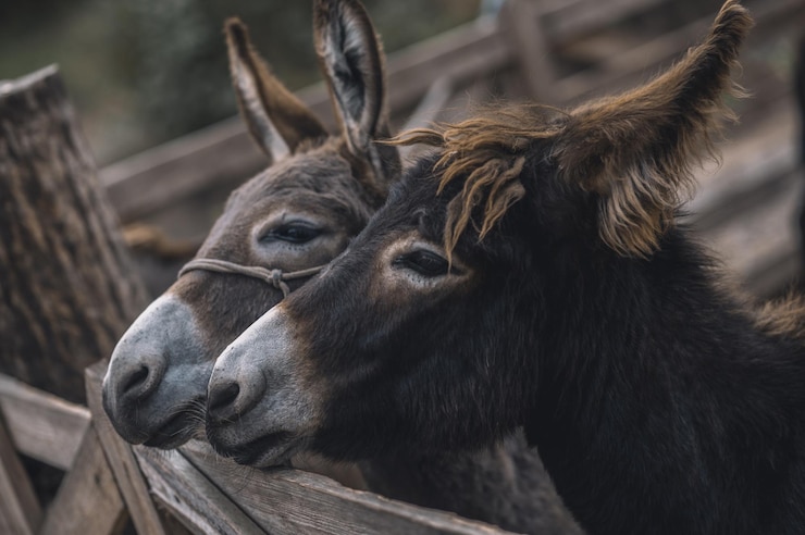 Free Photo cattle-farm. cute donkeys at the cattle farm