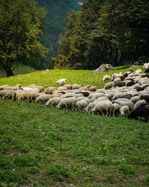 Cattle grazing in the green fields