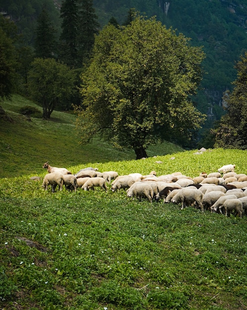 Cattle grazing in the green fields