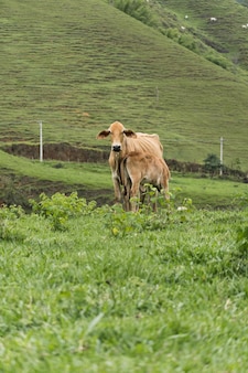 山を背景に牧草地で放牧している牛。牛、牛、子牛を一緒に。カブを授乳している母親。リオデジャネイロの山岳地帯、サナ。 Premium写真