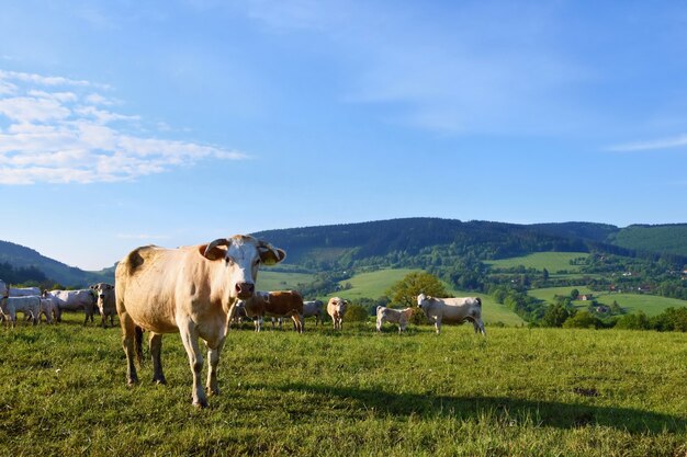 Cattle grazing in the meadow