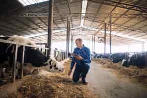Foto gratuita cattleman tenendo compressa e osservando gli animali domestici per la produzione di latte