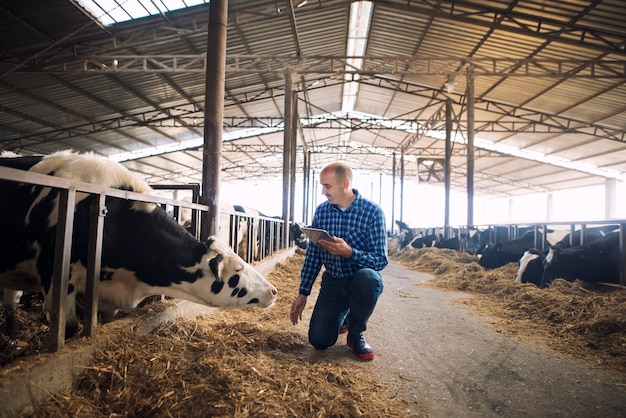 Скотовод держит планшет и наблюдает за домашними животными для производства молока