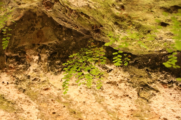 Cave interior with mosk