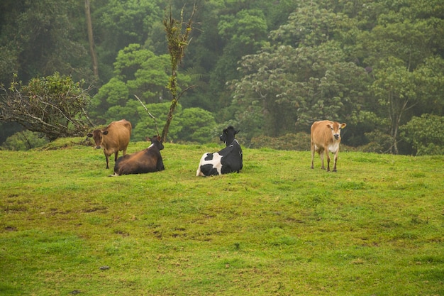コスタリカの熱帯雨林の芝生のフィールドでリラックスしたカウズ