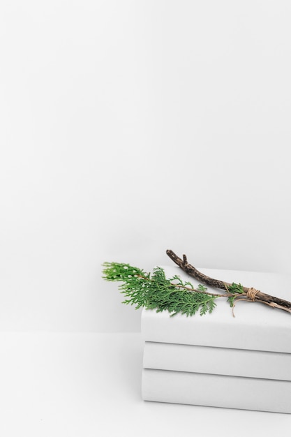 Free photo cedar branch on stacked of books against white background