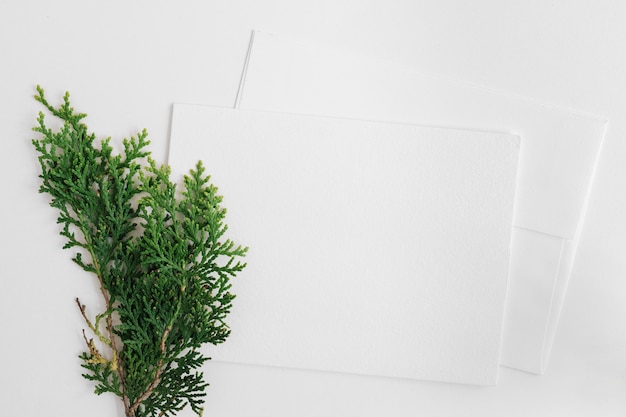 흰색 배경에 고립 된 두 봉투와 삼나무 잎