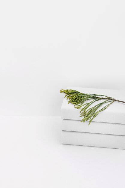 Cedar twig on stacked of white books against white background