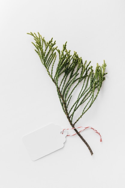 Cedar twig with blank tag isolated on white background