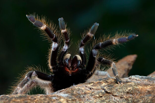 Ceratogyrus darlingi tarantula крупным планом