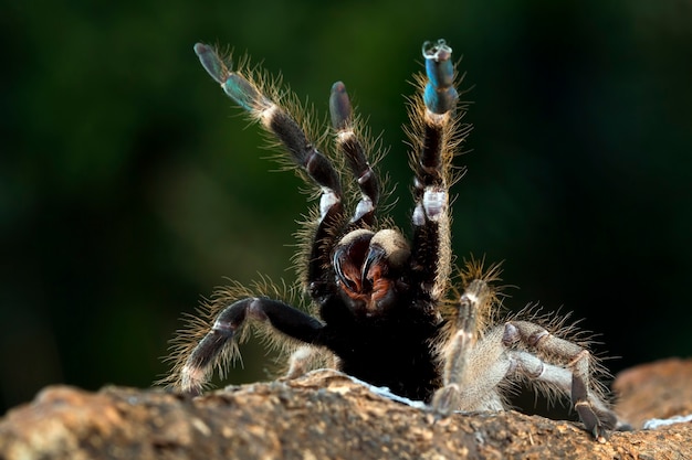 Ceratogyrus darlingi 독거미 근접 촬영